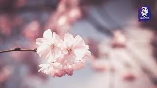 Download lagu Surah Yasin, ArRahman, Al Mulk & Al Waqiah - Beautiful recitation by Mishary Rashid Alafasy mp3 Download lagu Surah Yasin, ArRahman, Al Mulk & Al Waqiah - Beautiful recitation by Mishary Rashid Alafasy mp3