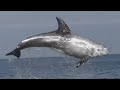Facts Risso S Dolphin