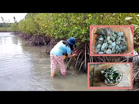 Pangunguha at pagluluto ng sihi at scallops