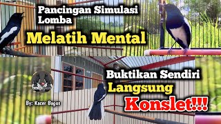 Download lagu Simulasi Lomba Kacer | Melatih Mental Burung Kacer | Membangkitkan Jiwa Fighter | Agar Kacer Konslet mp3