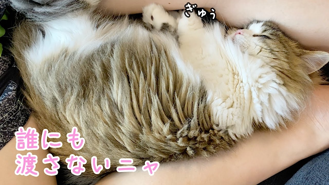 飼い主を誰にも渡すまい！と甘える彼女感強めの猫が可愛すぎるw