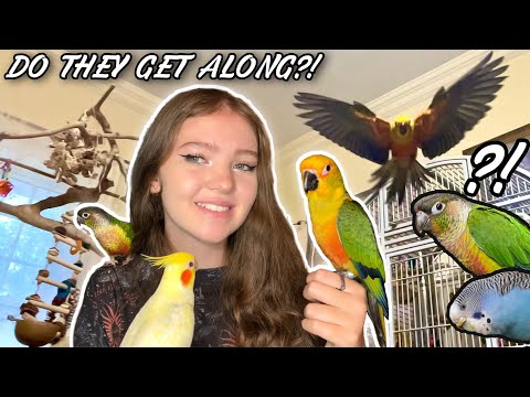 MY NEW CONURE MEETS THE FLOCK!! | How I got my birds to get along!
