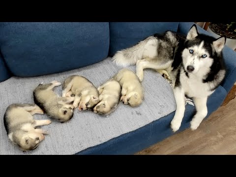 The Cutest Husky Puppies! My Dogs are Fleeing From Puppies