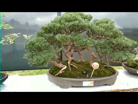 KONTES  B O N S A I  KENDAL 2020