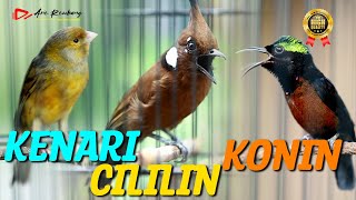 Download lagu MASTERAN KOMBINASI CILILIN _ KENARI _ KONIN mp3