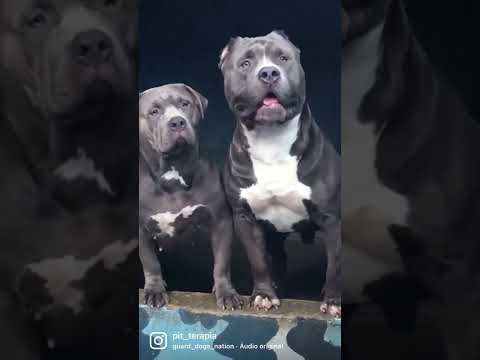 💙 #americanbully #bully #dog #pitbull #pitmonster #puppy #xlbullies #blue #bullybreed