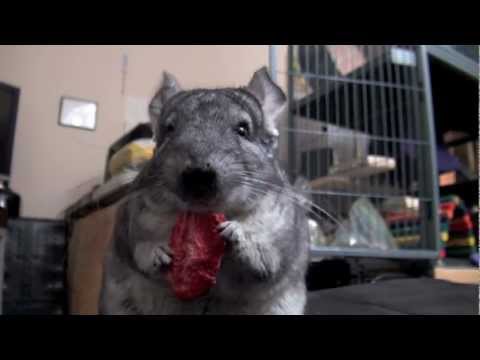 download lagu mp3 mp4 Chinchilla Eating, download lagu Chinchilla Eating gratis, unduh video klip Chinchilla Eating