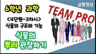 [팀프로 6학년 과학 실험영상](4단원 식물의 구조와 기능) 3차시_뿌리의 생김새와 하는 일을 알아볼까요_식물의 뿌리 관찰하기