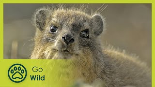 The Dassie - A South African Survival Specialist - Go Wild