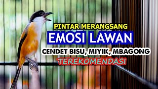 Download lagu SUARA CENDET PINTAR MERANGSANG EMOSI LAWAN, CENDET BISU & CENDET MIYIK PAKAI INI, CENDET FULL ISIAN mp3
