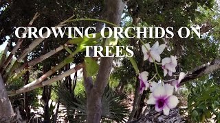 Growing orchids on outside trees