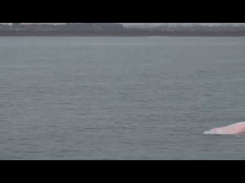 彰化環洋離岸風電過環評 環團抗議指有白海豚出沒