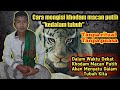 Cara Mengisi Khodam Macan Putih Ke Dalam Tubuh Tanpa Ritual Tanpa Puasa Mudah Dan Cepat