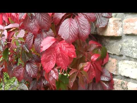 Parthenocissus tricuspidata Veitchii Robusta