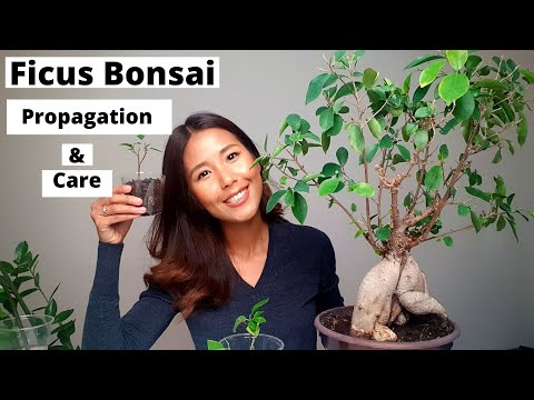 , title : 'Ficus Bonsai propagation and care | How to propagate Ficus Bonsai