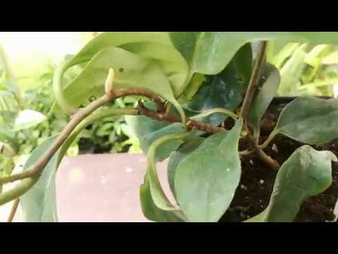 Odc.104 Kadsura coccinea - niesamowite pnącze owoce jak wielgachne maliny 😁