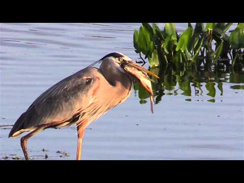 Great Blue Heron Eats A Fish