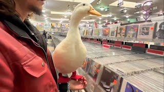 I took my Duck to Music 🎶 