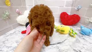 トイプードルの動画02