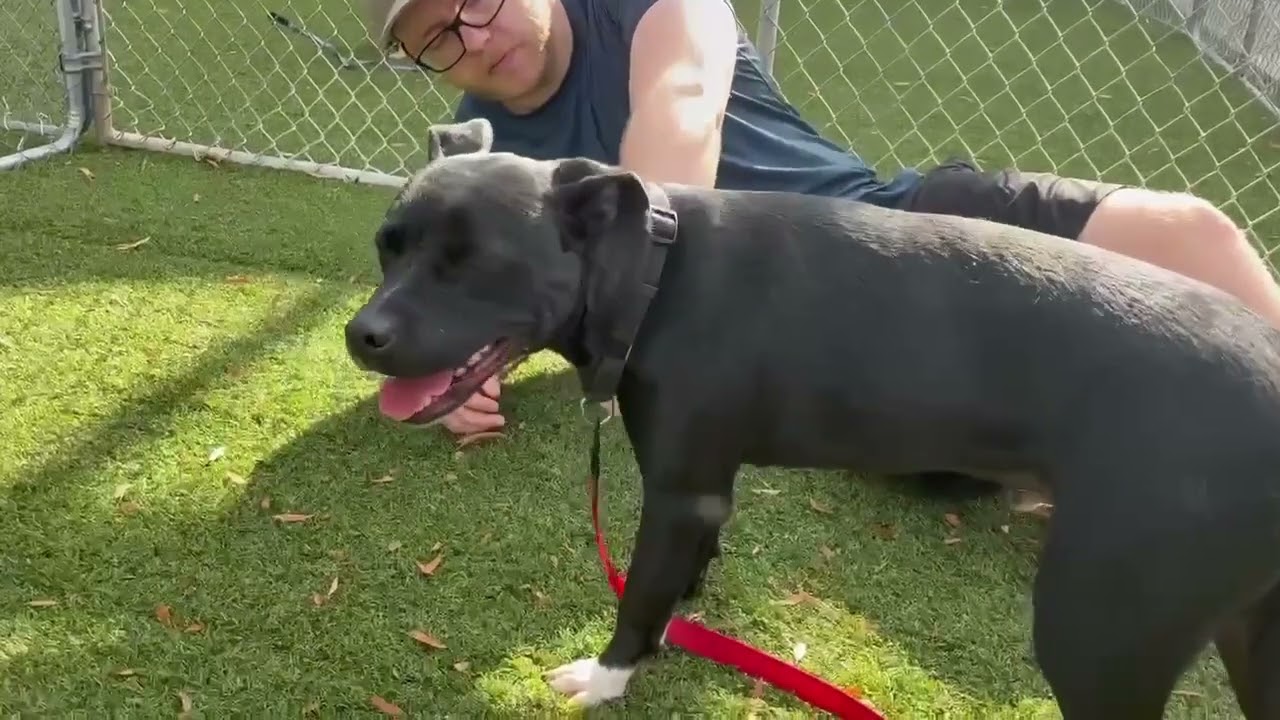 Enlarge Carl, a Adoptable mixed breed in Hartsville, SC video 4/4