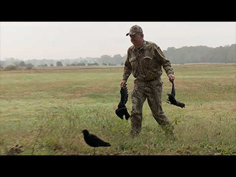 Arkansas Crow Hunt
