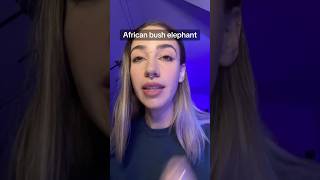 African bush elephant #shorts #wildlife #nature #animals