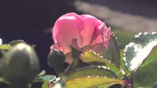 The Sick Rose - William Blake