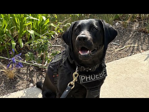 Electronic Storage Detection Canine | San Diego Police Foundation