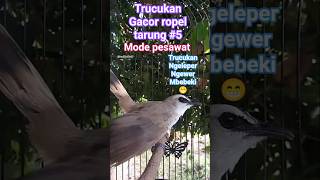 Download lagu trucukan gacor ropel panjang tarung #5 . #hobiburung #trucukanropel #trucukantarung #ropelpanjang mp3 Download lagu trucukan gacor ropel panjang tarung #5 . #hobiburung #trucukanropel #trucukantarung #ropelpanjang mp3