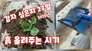 감자 심은지 27일 생육상태 북주는 시기 즙 흙 올려주는 시기 수미감자 감물감자 괴산감자 충북 괴산 풀뿌리농…