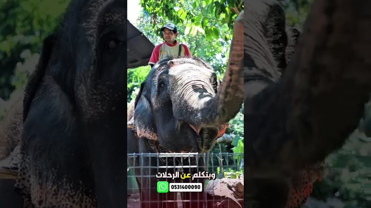 حكايات نجاح لا تنسى