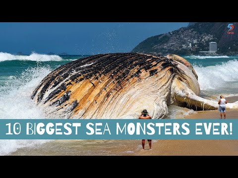 10 Biggest Sea Monsters Ever ! | Top5s