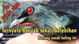 Download lagu 10 Fakta unik .Burung Cucak keling#burung Perling Kumbang mp3