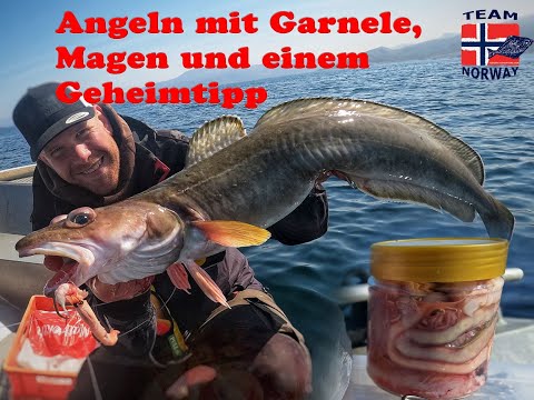 Angeln mit Garnele, Magen und einem Geheimtipp in Norwegen