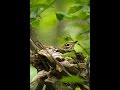 Kathy Mattea - The Wood Thrush's Song