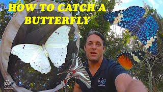 HOW TO CATCH A BUTTERFLY 7 TIPS