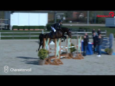 Hengstvorführung Mai 2021 | Charaktervoll