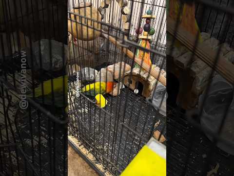 Mango bertelor Kosong #dewivanow #mangoburungdewivanow #lovebirds