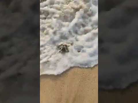 sea beach 🏖️⛱️