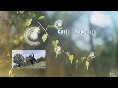 Descoperim Lipițanul de la Herghelia Beclean, la Descălecaţi în Carpaţi, pe TVR1