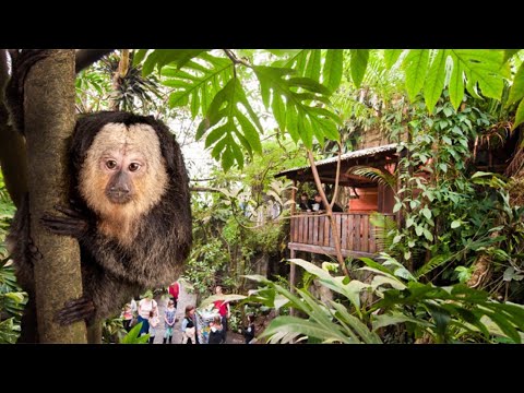 (4K)Randers Regnskov | Tropical Zoo - Walk Tour -