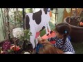 Milking The Cow