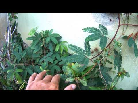 Morivivi Plant (Mimosa pudica Plant) in Puerto Rico