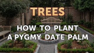 How to Plant a Pygmy Date Palm