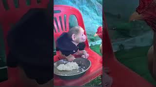 Download lagu Monyet dan Ayam Berebut Gigitan Terakhir! mp3 Download lagu Monyet dan Ayam Berebut Gigitan Terakhir! mp3