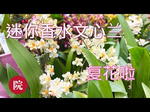 迷你文心蘭照顧