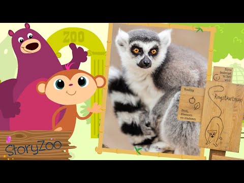 StoryZoo | StoryZoo in The Zoo | Learn About Ring-Tailed Lemur | Educational Videos for Children