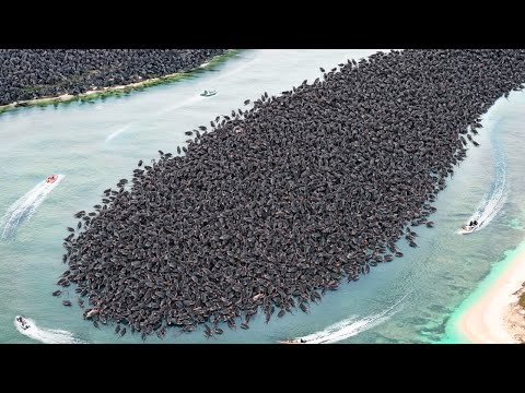 Australia Puso Ratas en la Pequeña Isla con Pingüinos, Lo Que Hicieron Sorprendió al Mundo