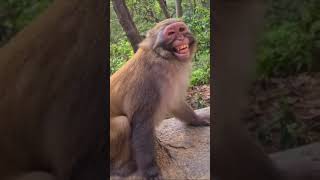 Download lagu video monyet ketawa lucu bikin ngakak 😂 #shorts mp3