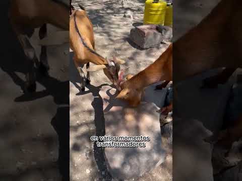 Proyecto de grado Especialidad de turismo:Ruta caprina